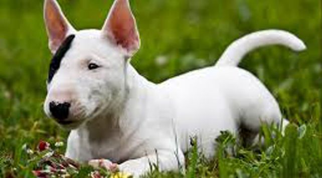 Un niño de tres años ofreció sus juguetes por su perro robado