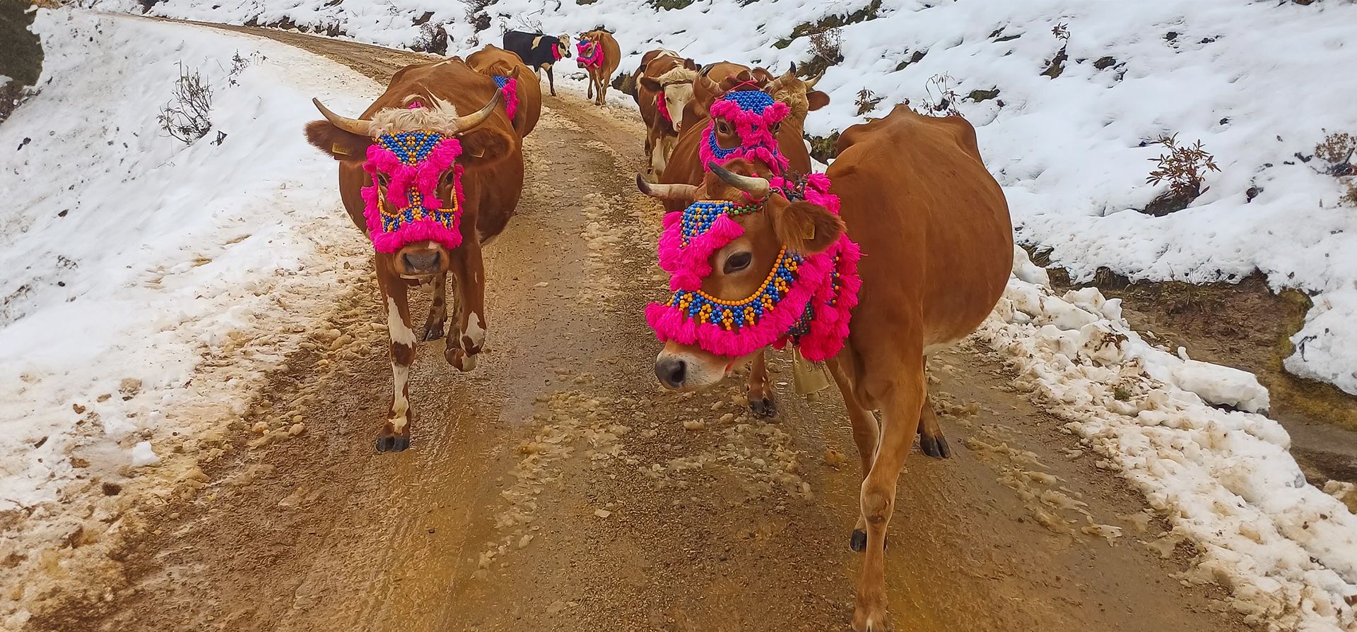 Las vacas adornadas con tocados participan en una migración anual de las tierras altas, Trabzon, Turquía. Fotografía: Anadolu/Getty Images Las vacas adornadas con tocados participan en una migración anual de las tierras altas, Trabzon, Turquía. Fotografía: Anadolu/Getty Images