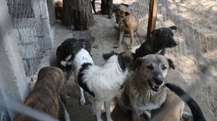 Polémica por la propuesta para sacrificar a los perros sin dueños que no sean adoptados