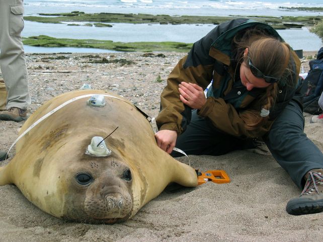 Exploración de la Pampa Azul. Investigaciones científicas sobre la fauna: colocan un registrador en un elefante marino