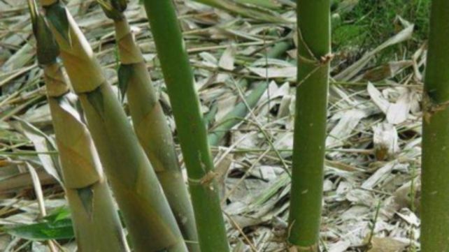 El bambú. Es un recurso que está creciendo a nivel global