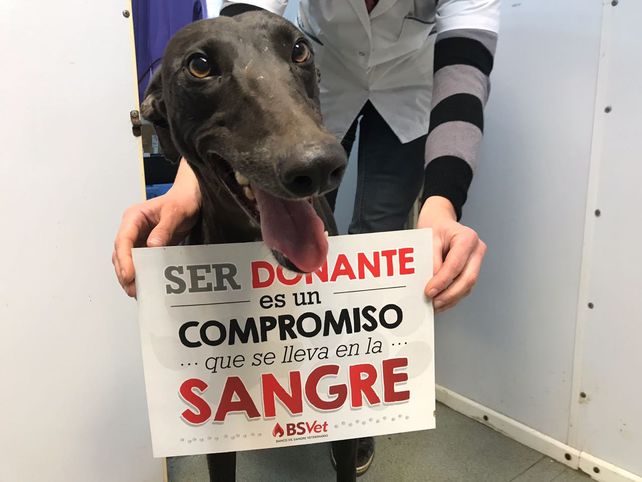 La provincia ya cuenta con su primer banco de sangre para perros y gatos