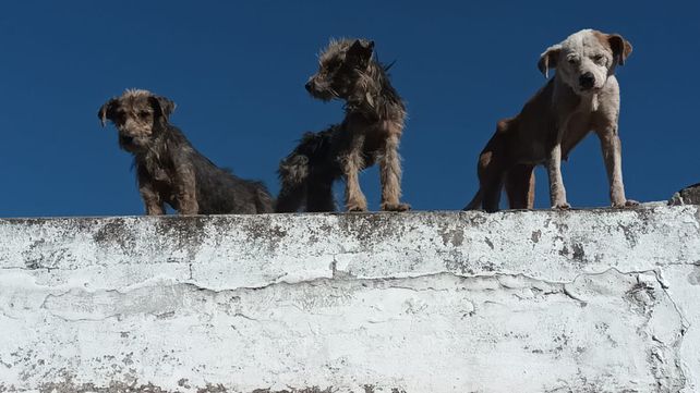 Aumentan las denuncias por maltrato animal en Rosario
