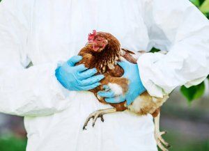 Senasa aplicó herramienta de zonificación para productos aviares de Brasil
