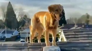 Furor en TikTok: el perro que mágicamente aparece sobre un techo