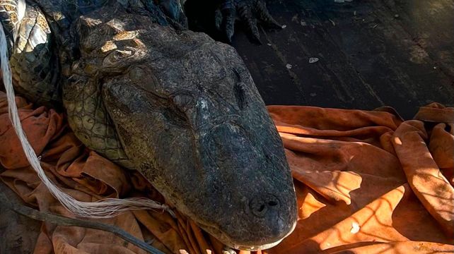 Un yacaré negro fue visto en Villa Gobernador Gálvez.&nbsp;