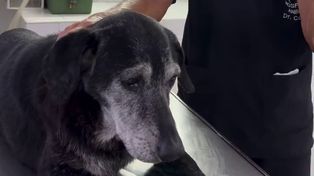 La perra recibió el alta hospitalaria el último sábado.