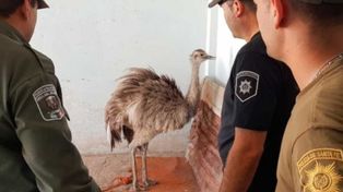 Insólito: Capturaron un ñandú en una ruta provincial