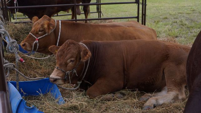 La ganadería pisó fuerte en Expoagro