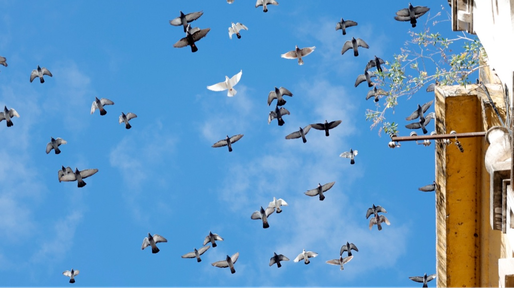 Por la invasión de palomas, cada vez más edificios de Rosario cierran sus patios y balcones