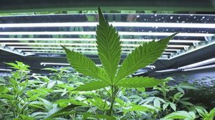 Dos partes del cannabis se usan contra las adicciones