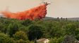Incendios en Italia: pirómanos utilizan gatos para propagar las llamas en Sicilia