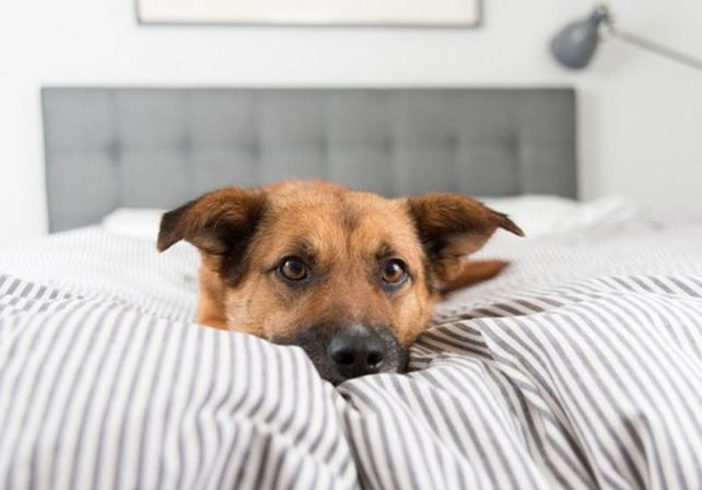 ¿Los perros deben dormir en la misma cama que su dueño?