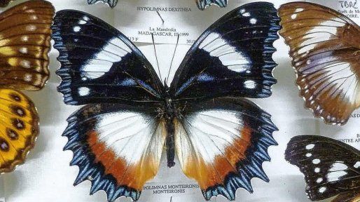 El museo de mariposas más grande y asombroso de la región está en Entre Ríos