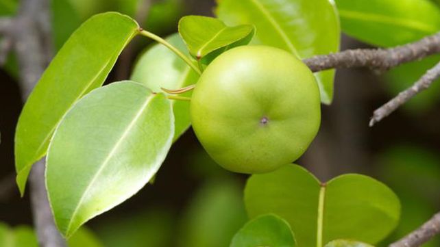 Este árbol puede matarte