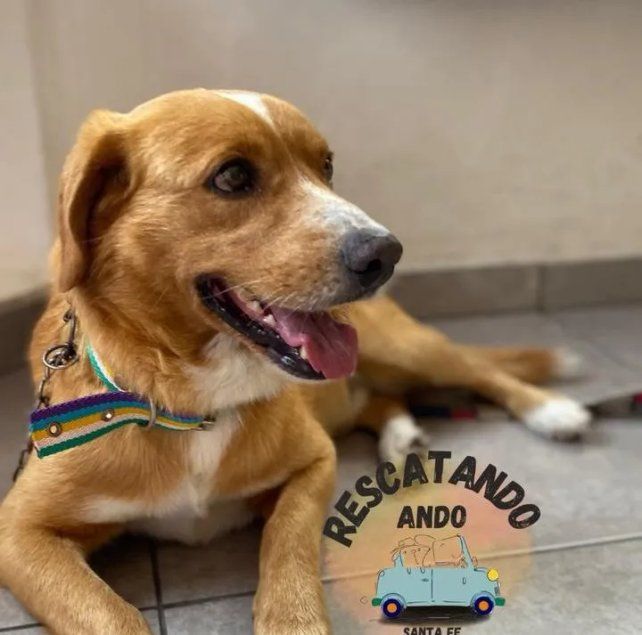 Chimuelo. La Protectora de Animales se presentó como querellante en la Justicia por el brutal maltrato de un perro en Sauce Viejo