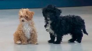 Mora y Caramelo, las dos perritas adoptadas en Gran Hermano, se reencontraron fuera de la casa.&nbsp;