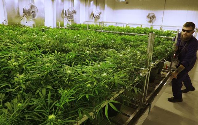 Plantas. Un cultivador de cannabis