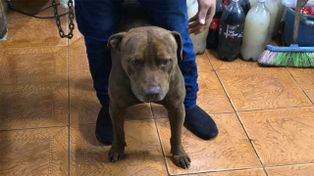 El dueño del perro se presentó ante la policía y&nbsp; el animal quedó a resguardo de la Brigada Ecológica y Rescate Animal.