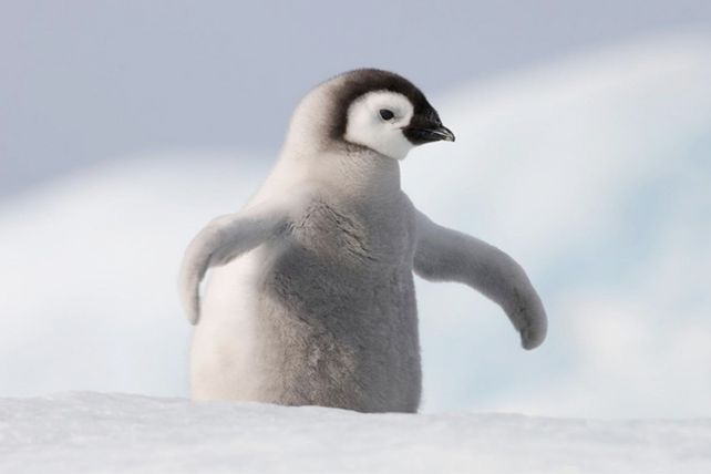 ¿Por qué los pingüinos no pueden volar?