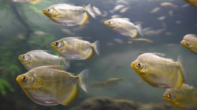 Comenzaron las visitas escolares al Acuario del Río Paraná