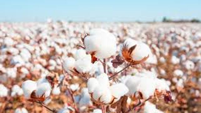 Rindes. En Santa Fe se lograron rendimientos de hasta 3.000 kg/ha.
