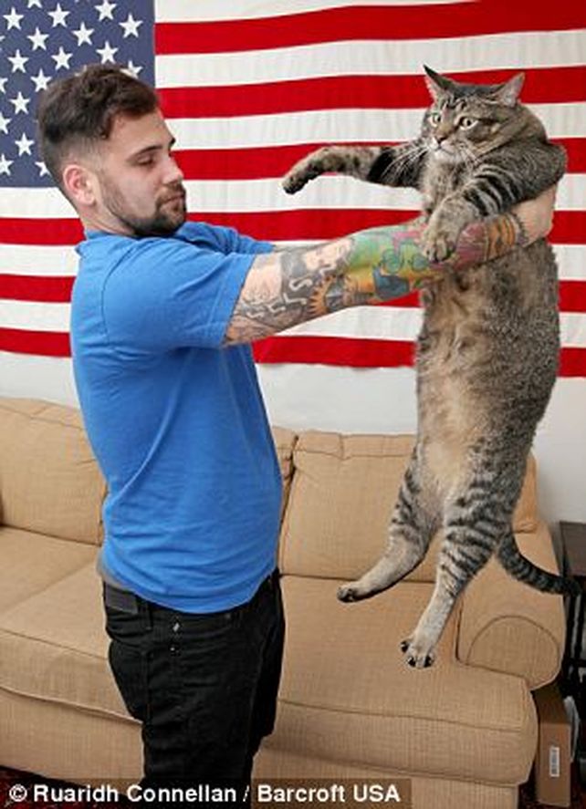 Conocé al gatosaurio