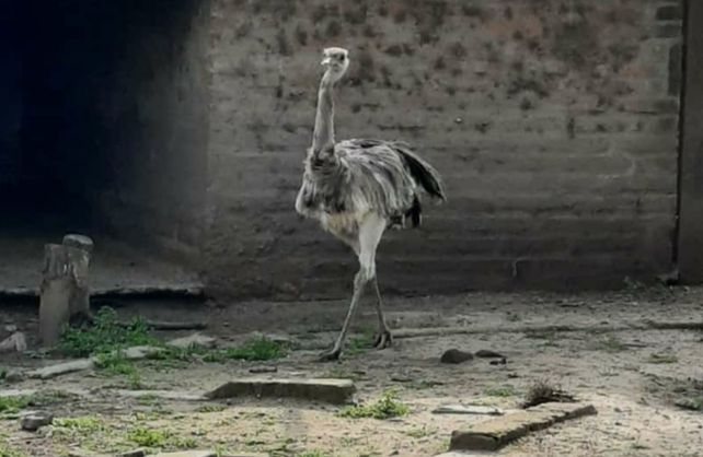 EL animal que encontraron en el patio de una vivienda d ela ciudad del Carm&eacute;n.