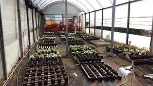 Un estudio halló que la especie ornamental Alegría del Hogar crece más en los sitios mejor iluminados de los invernáculos, siempre y cuando se la siembre en contenedores que no limiten el crecimiento de las pequeñas raíces.