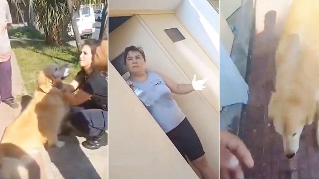 Una mujer fue demorada en una comisaria de La Plata por intentar faenar su perro en una carnicería.&nbsp; “El perro ya está en edad”