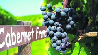Cabernet franc argentino, cuarta cepa más vendida