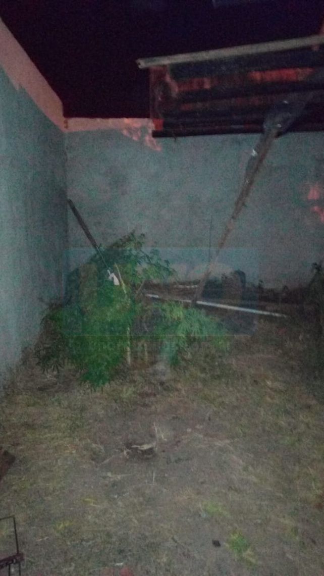 Encontraron un vivero con 800 gajos con cogollos de marihuana