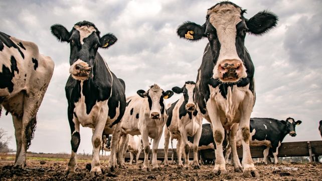 Casilda: la Facultad de Ciencias Veterinarias logró un innvovador acuerdo internacional en ganadería lechera