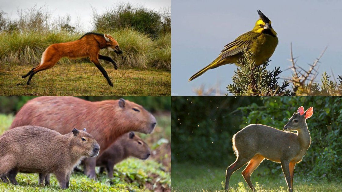 Día Mundial de los Animales: la fauna autóctona que Argentina busca proteger