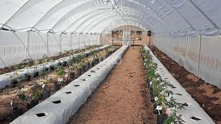 Santa Fe comenzó con el cultivo experimental de cannabis medicinal en Monte Vera 