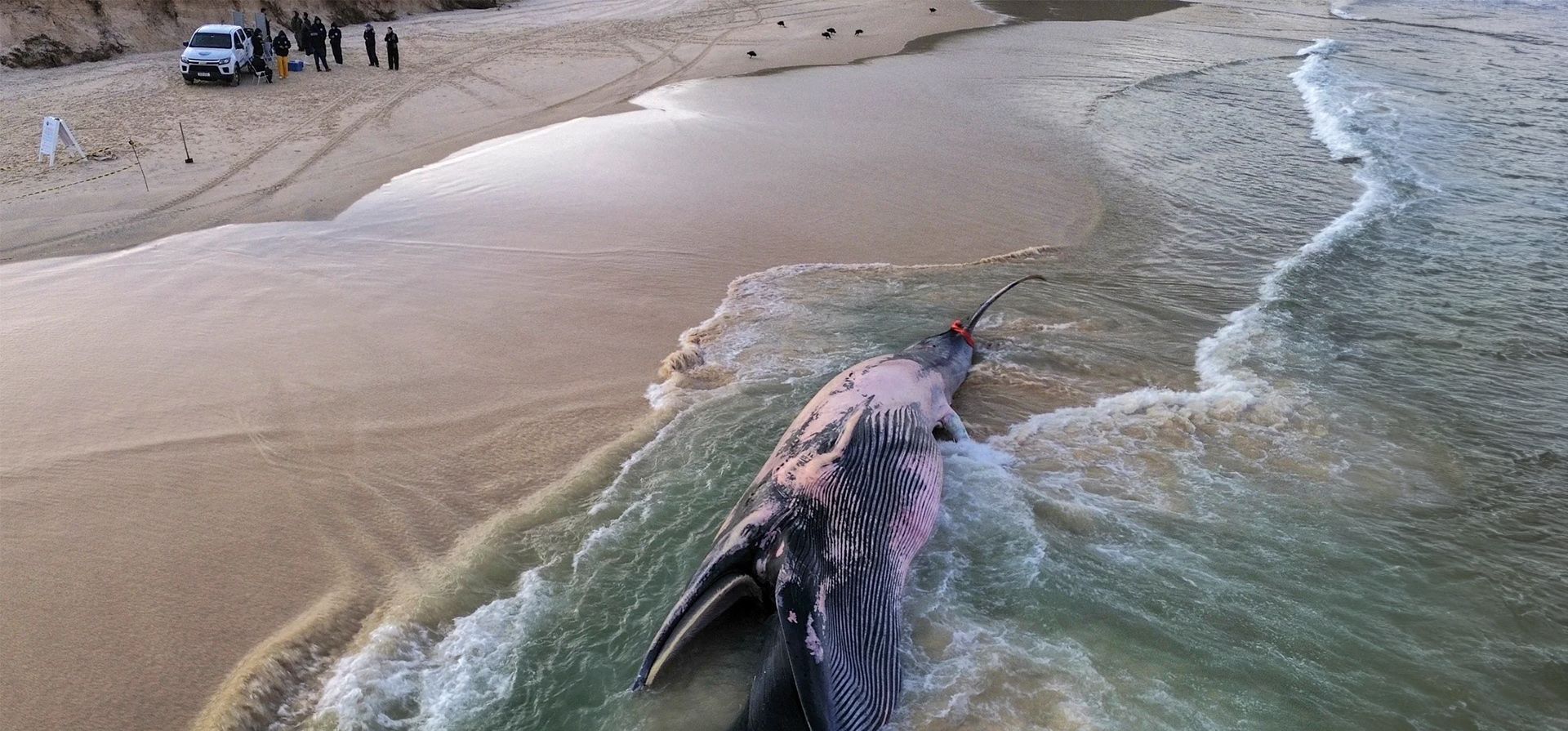 Un ballena de Bryde macho yace muerto en una playa de Imbituba, en el estado de Santa Catarina. El animal, de unos 13 metros de largo, fue sacado del agua por tractores del gobierno local y será estudiado por investigadores de la Universidad Estatal de Santa Catarina, Praia do Rosa, Brasil. Fotografía: Anderson Coelho/AFP/Getty Images Un ballena de Bryde macho yace muerto en una playa de Imbituba, en el estado de Santa Catarina. El animal, de unos 13 metros de largo, fue sacado del agua por tractores del gobierno local y será estudiado por investigadores de la Universidad Estatal de Santa Catarina, Praia do Rosa, Brasil. Fotografía: Anderson Coelho/AFP/Getty Images
