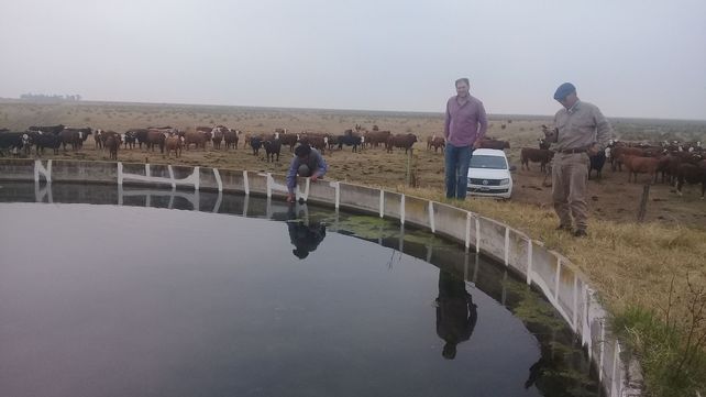 Pudieron seguir con la ganadería gracias a un sistema diseñado por el encargado del campo