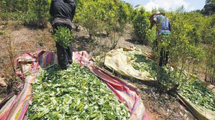 La producción mundial de cocaína se disparó y llega a niveles récord