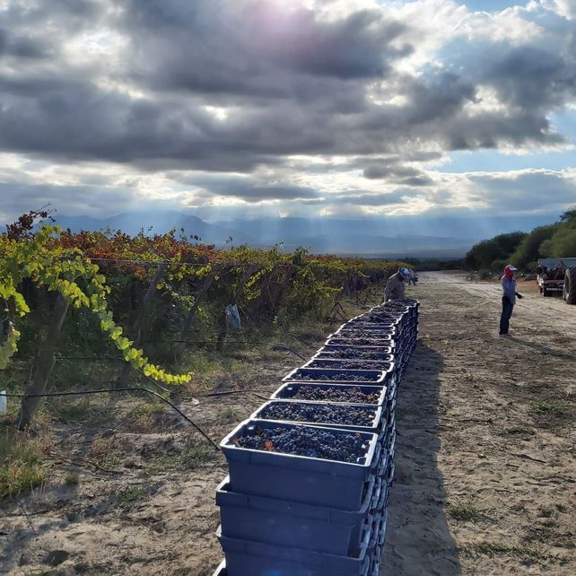 Con producción y exportaciones argentinas en alza, se celebra el Día Mundial del Malbec