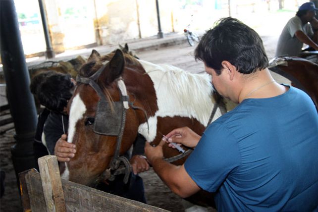 Comenzó la eliminación gradual de los vehículos de tracción a sangre