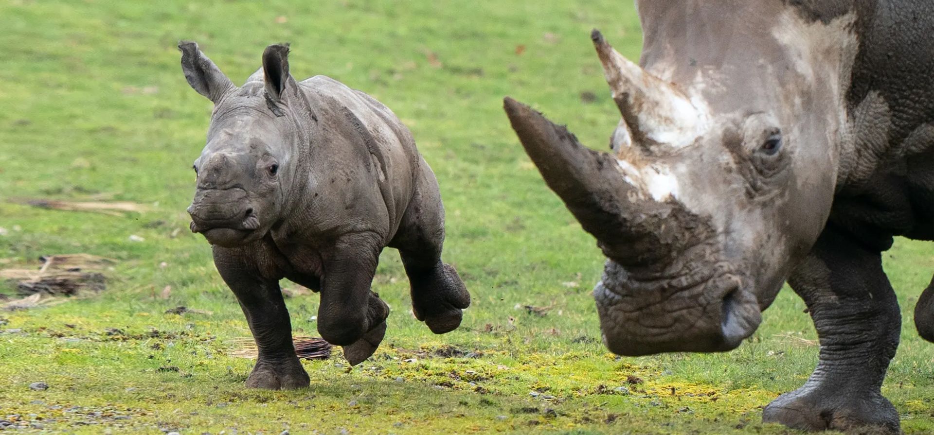 Una rara cría de rinoceronte blanco del sur de seis semanas explora su potrero por primera vez en ¡Africa Alive! en Lowestoft, Inglaterra. La cría de rinoceronte hembra nació el sábado 18 de diciembre como parte de un programa de cría europeo.