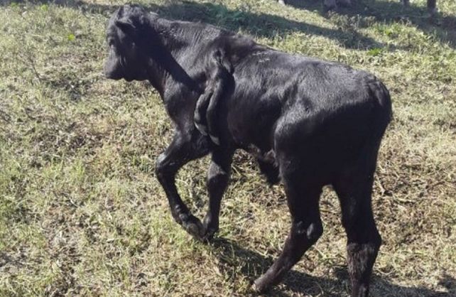 El extraño animal se encuentra en un establecimiento rural ubicado en el Km 124