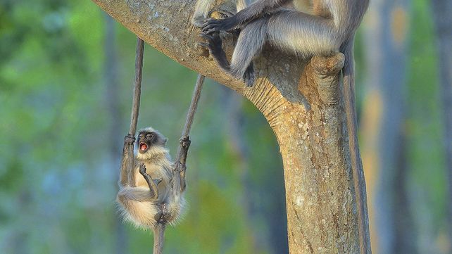 Las divertidas imágenes  del Comedy Wildlife Photography Awards 2020