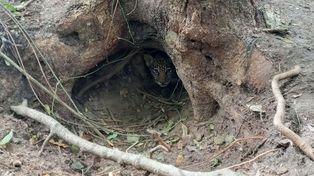 La Fundación Rewilding Argentina informó que nacieron dos yaguaretés silvestres en los Esteros del Iberá tras 70 años de extinción en Corrientes.