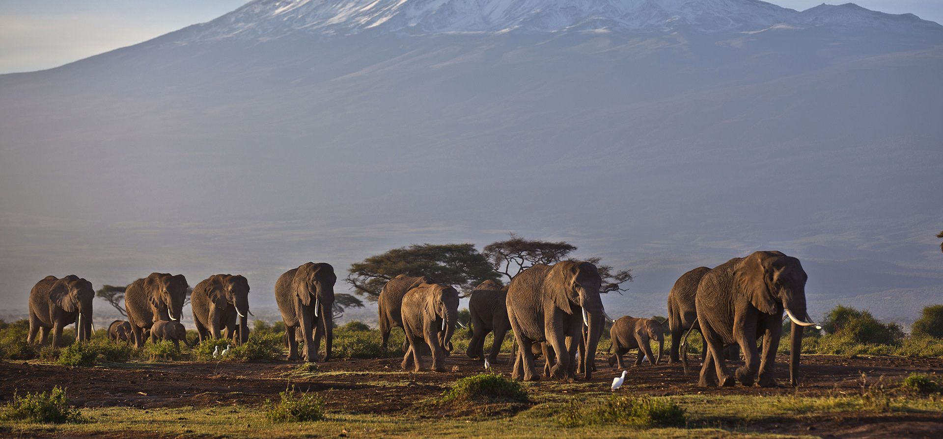 Una manada de elefantes adultos y bebés camina a la luz del amanecer por la montaña más alta de África, el monte Kilimanjaro en Tanzania, está cubierta de nieve y glaciares al fondo, vista desde el Parque Nacional Amboseli en el sur de Kenia. Cientos de los animales han muerto en las reservas de vida silvestre de Kenia durante la peor sequía en décadas en el este de África, según un informe publicado el viernes 4 de noviembre de 2022.