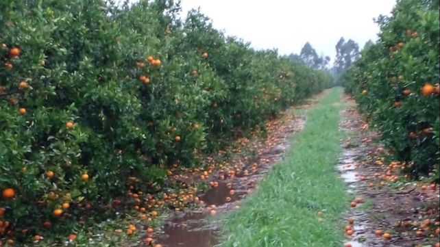 Fuerte granizada castigó duramente las plantaciones de cítricos en Entre Ríos