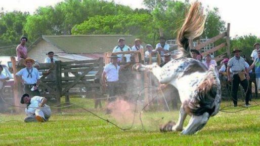 El Colegio de Veterinarios rechazó la participación de profesionales en las pialadas de equinos
