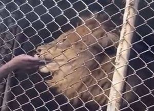 Video: un león le arrancó un dedo de la mano a un cuidador de un zoológico que lo molestaba