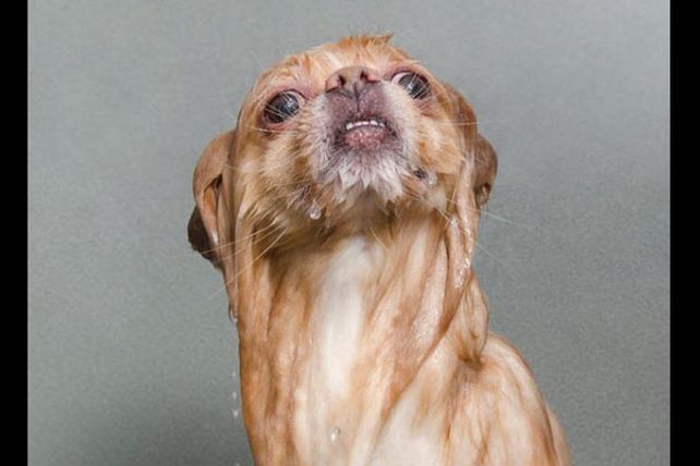 Los adorables y resignados perros mojados