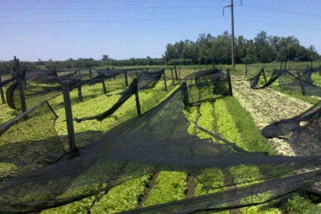 Los quinteros santafesinos tendrán que afrontar grandes costos para seguir con la producción
